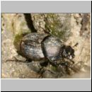 Onthophagus sp - Dungkaefer 02b 7mm Lehmgrube.jpg